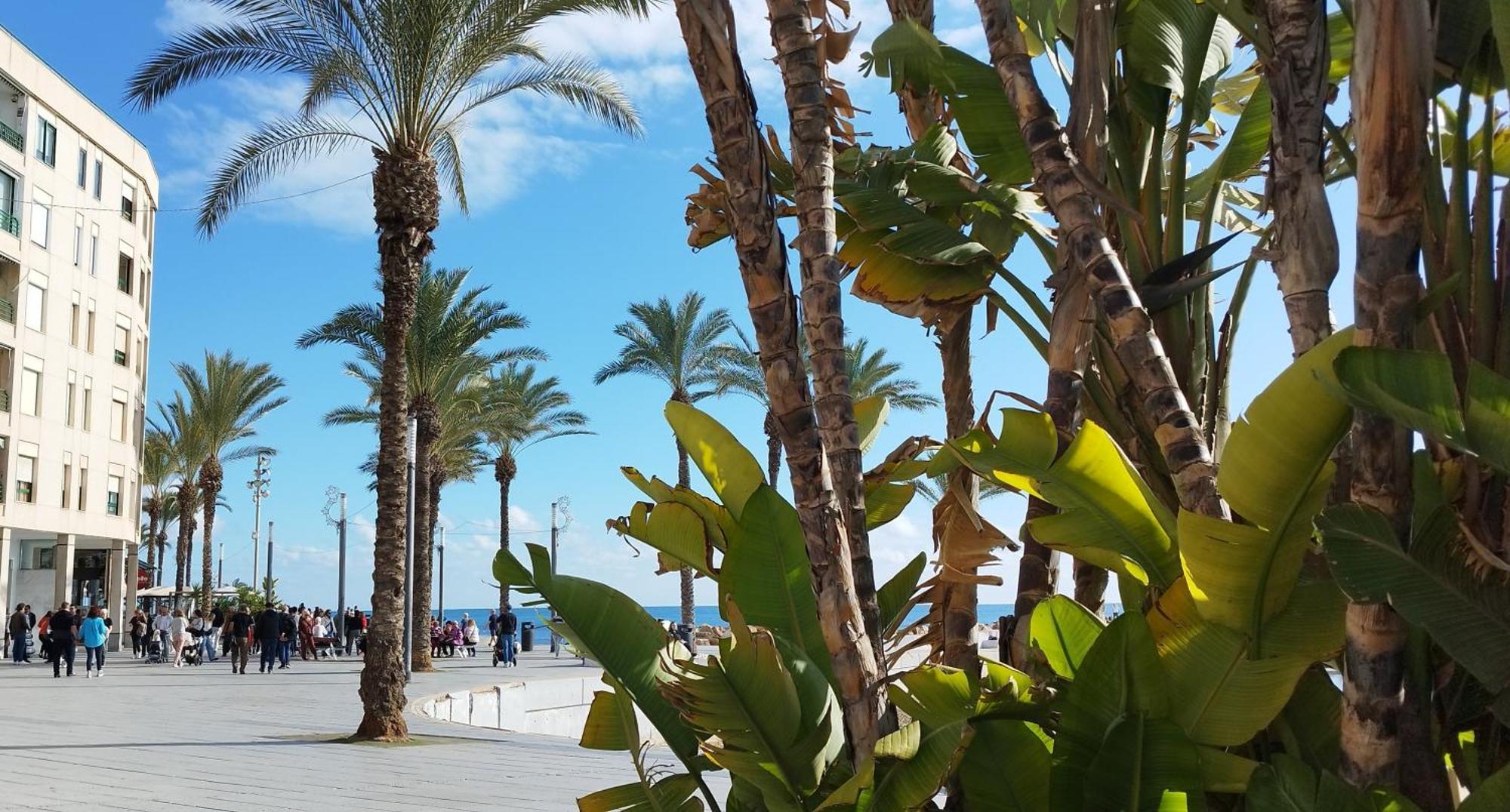 Seaview Playa Del Cura 50M Torrevieja Citycentre Apartment Ngoại thất bức ảnh